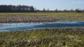 031_Biebrza - kwiecien 2010